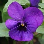 Attēlu rezultāti vaicājumam “Viola x williamsii”