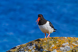 Attēlu rezultāti vaicājumam “Haematopus ostralegus adult”