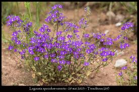 Image result for Legousia speculum-veneris