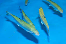 Image result for Coregonus huntsmani