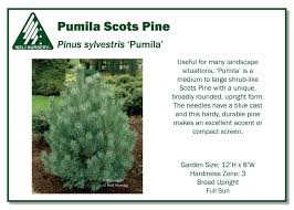 Attēlu rezultāti vaicājumam “Pinus pumila”