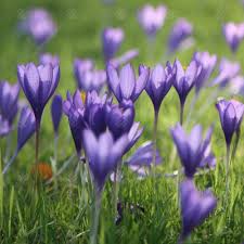 Attēlu rezultāti vaicājumam “Crocus speciosus”