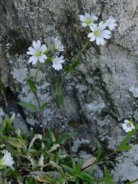 Attēlu rezultāti vaicājumam “Cerastium arvense”