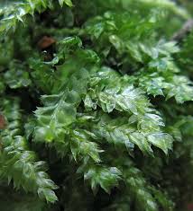 Attēlu rezultāti vaicājumam “Plagiothecium latebricola macro”