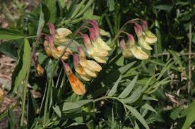 Attēlu rezultāti vaicājumam “Lathyrus laevigatus”