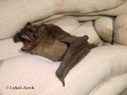 Attēlu rezultāti vaicājumam “Nyctalus leisleri”