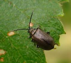 Attēlu rezultāti vaicājumam “Lochmaea caprea”