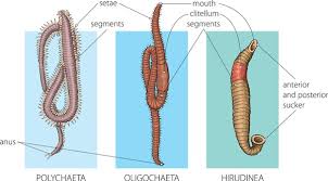 Attēlu rezultāti vaicājumam “Annelides”