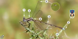 Attēlu rezultāti vaicājumam “Lestes virens female”