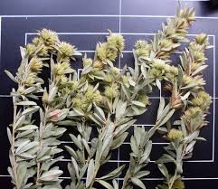 Attēlu rezultāti vaicājumam “Lophozia capitata”