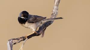 Image result for Sylvia rueppelli