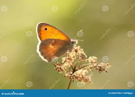 Attēlu rezultāti vaicājumam “Maniola jurtina”