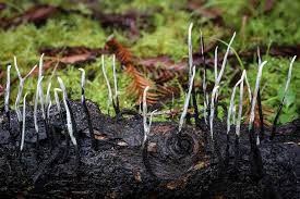 Attēlu rezultāti vaicājumam “Xylaria hypoxylon”