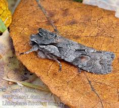 Attēlu rezultāti vaicājumam “Lithophane furcifera”