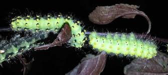 Attēlu rezultāti vaicājumam “Saturnia pavonia eggs”