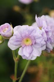 Image result for Geranium `Summer Skies`