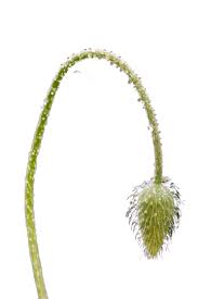 Attēlu rezultāti vaicājumam “Trifolium montanum leaf”