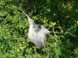 Attēlu rezultāti vaicājumam “Eriogaster lanestris larva”