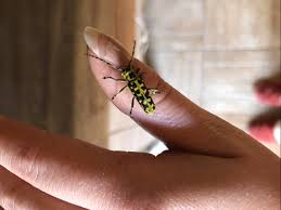 Attēlu rezultāti vaicājumam “Saperda scalaris”