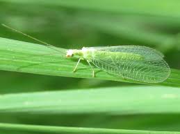 Attēlu rezultāti vaicājumam “Chrysopidae”