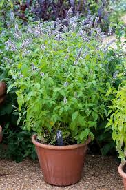 Image result for Mentha piperita