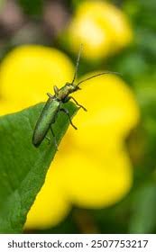 Attēlu rezultāti vaicājumam “Chrysanthia geniculata”