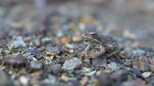 Attēlu rezultāti vaicājumam “Pelophylax juvenile”