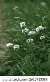 Attēlu rezultāti vaicājumam “Trifolium repens flower”