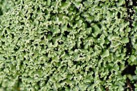 Attēlu rezultāti vaicājumam “Cladonia caespiticia”