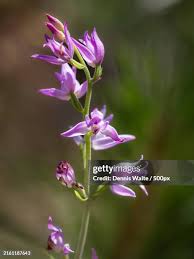Attēlu rezultāti vaicājumam “Cephalanthera rubra flower”