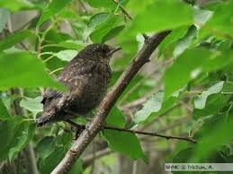 Attēlu rezultāti vaicājumam “Turdus merula juvenile”