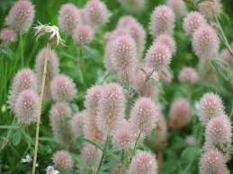 Attēlu rezultāti vaicājumam “Trifolium arvense leaf”