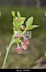 Attēlu rezultāti vaicājumam “Vaccinium myrtillus leaf”