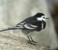 Attēlu rezultāti vaicājumam “Motacilla alba adult”