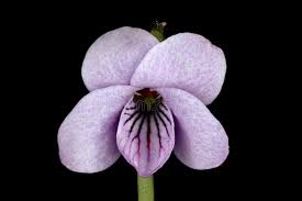 Attēlu rezultāti vaicājumam “Viola palustris leaf”