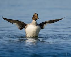 Attēlu rezultāti vaicājumam “Bucephala clangula male”