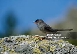 Image result for Sylvia sarda