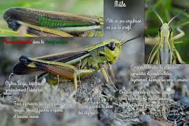 Attēlu rezultāti vaicājumam “Stethophyma grossum”