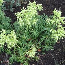 Image result for Helleborus foetidus