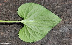 Attēlu rezultāti vaicājumam “Viola uliginosa leaf”