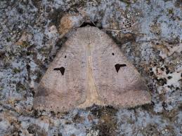 Attēlu rezultāti vaicājumam “Lygephila viciae”