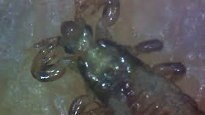 Attēlu rezultāti vaicājumam “Phthiraptera”