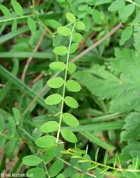 Attēlu rezultāti vaicājumam “Vicia sylvatica”