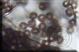 Attēlu rezultāti vaicājumam “Didymium squamulosum”