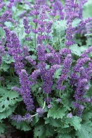 Attēlu rezultāti vaicājumam “Salvia verticillata flower”