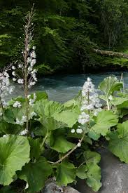 Image result for Petasites officinalis