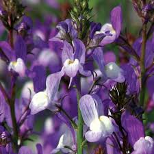 Attēlu rezultāti vaicājumam “Linaria loeselii flower”