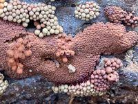 Attēlu rezultāti vaicājumam “Dianemataceae”