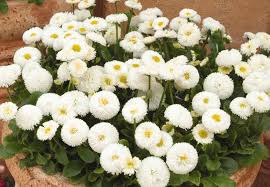 Attēlu rezultāti vaicājumam “Bellis perennis bud”