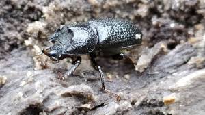 Attēlu rezultāti vaicājumam “Sinodendron cylindricum female”